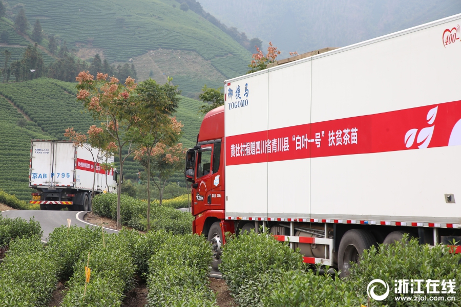 首批安吉“扶贫茶苗”启运青川 华体会（中国）爱心助力