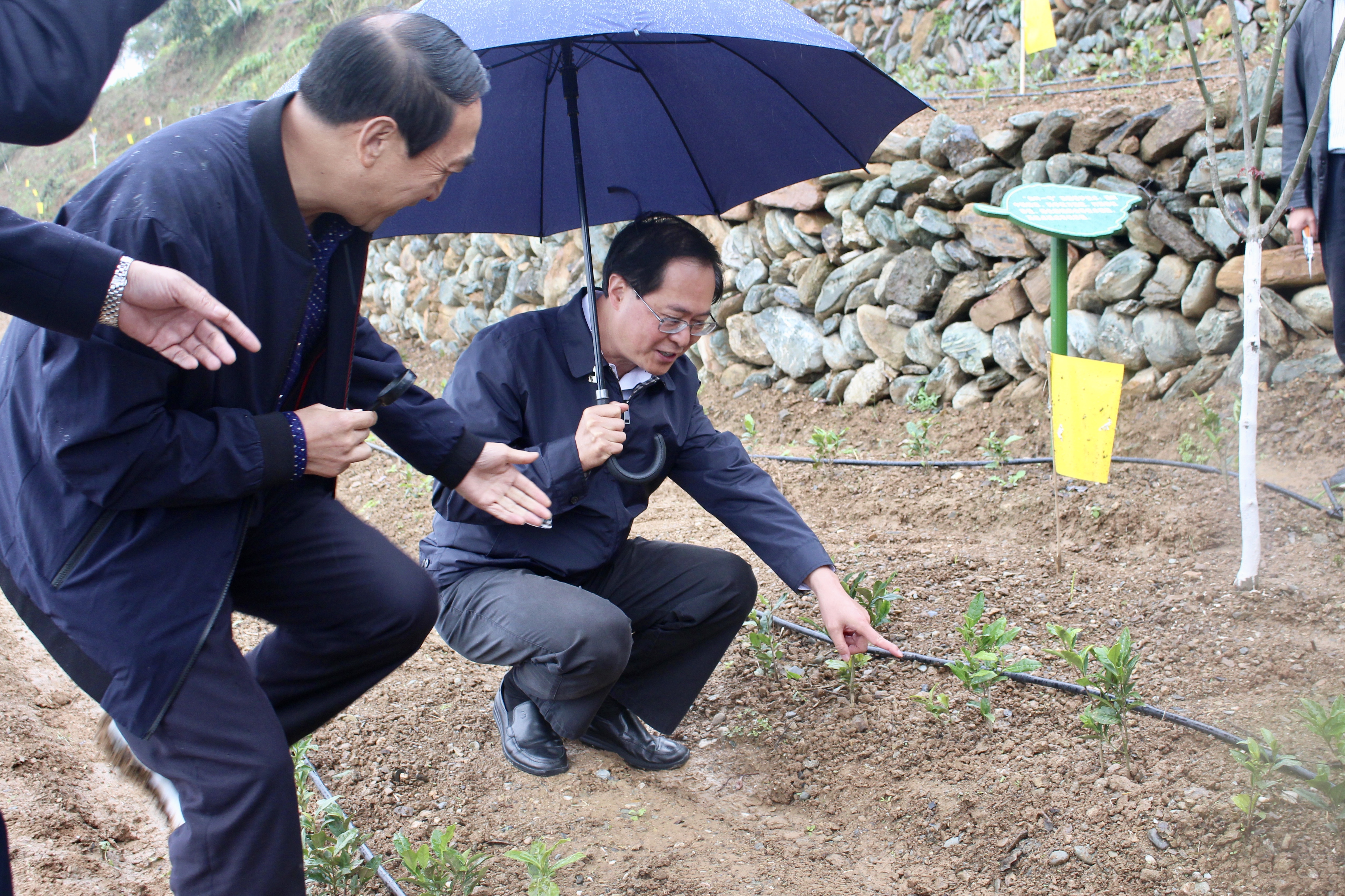 浙江省委书记车俊赴华体会（中国）“白叶一号”四川青川合作基地调研