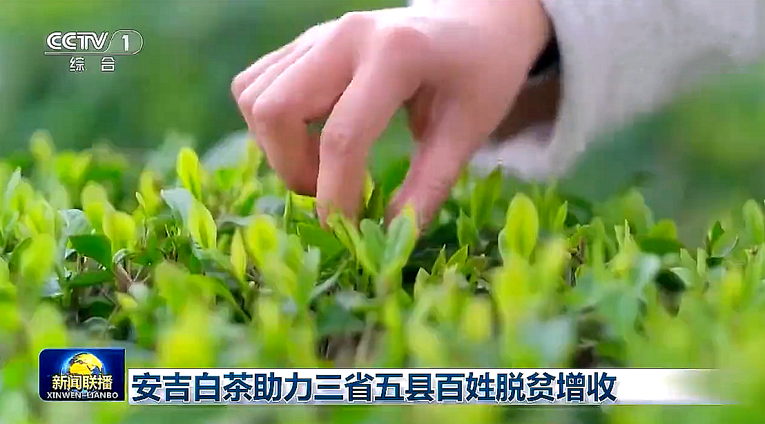 “白叶一号”工程再度受央视关注，华体会（中国）携手东西部，先富帮后富，共谋乡村振兴路