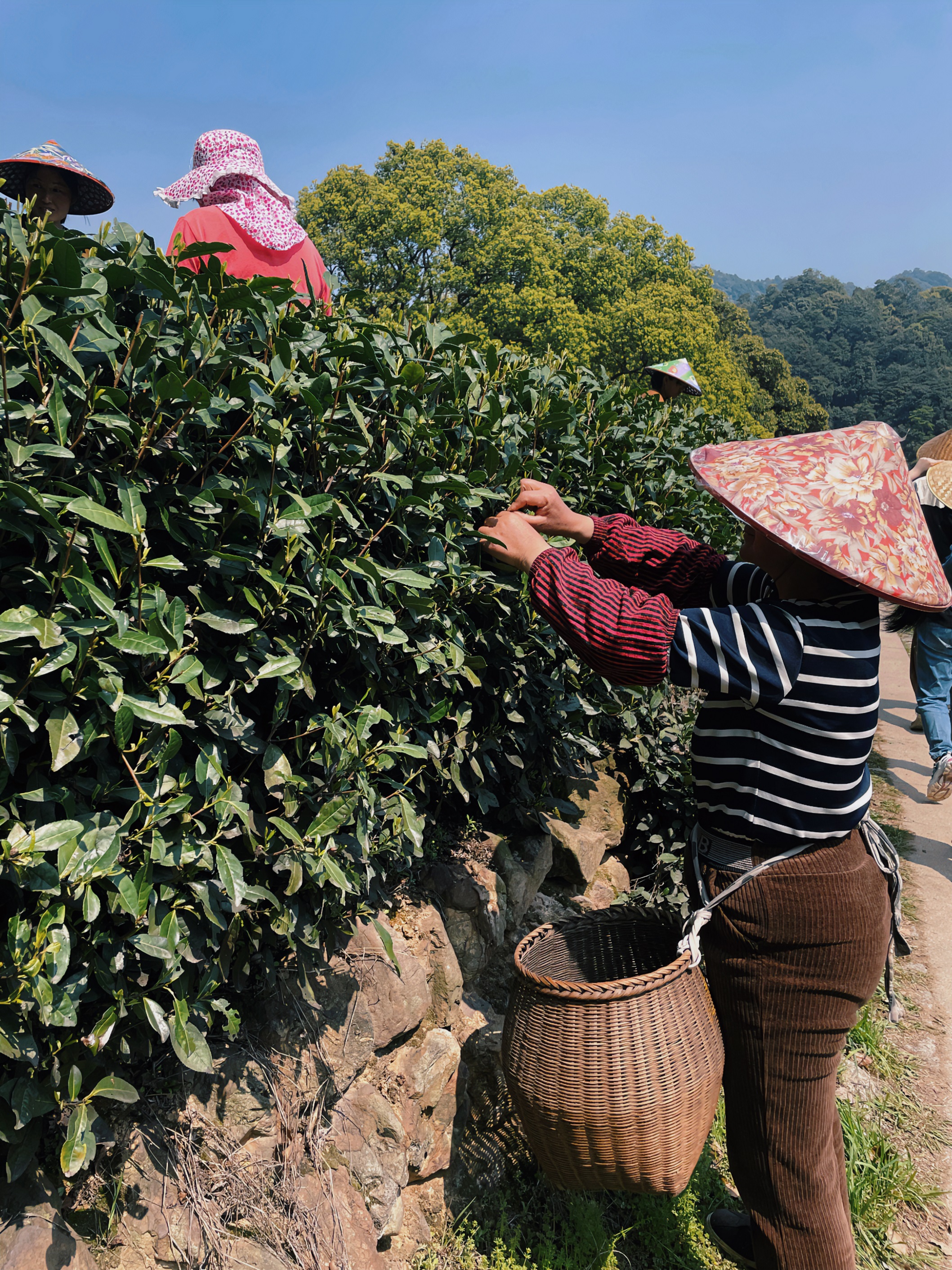 华体会（中国）国贸六部联合举办“以茶之名”茶酒文化交流活动